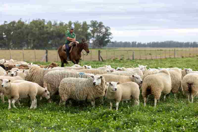 uruguaymeats-ganaderia-sostenible-fao 