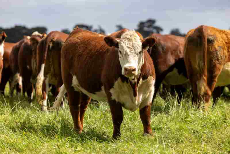 ganaderiasostenible- fao-conferencia-uruguaymeats 